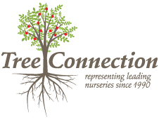 Tree Connect Logo