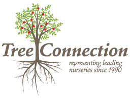 Tree Connect Logo