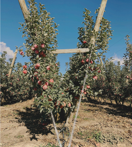 Apple Trees on Modern Trellis • Tree Connection